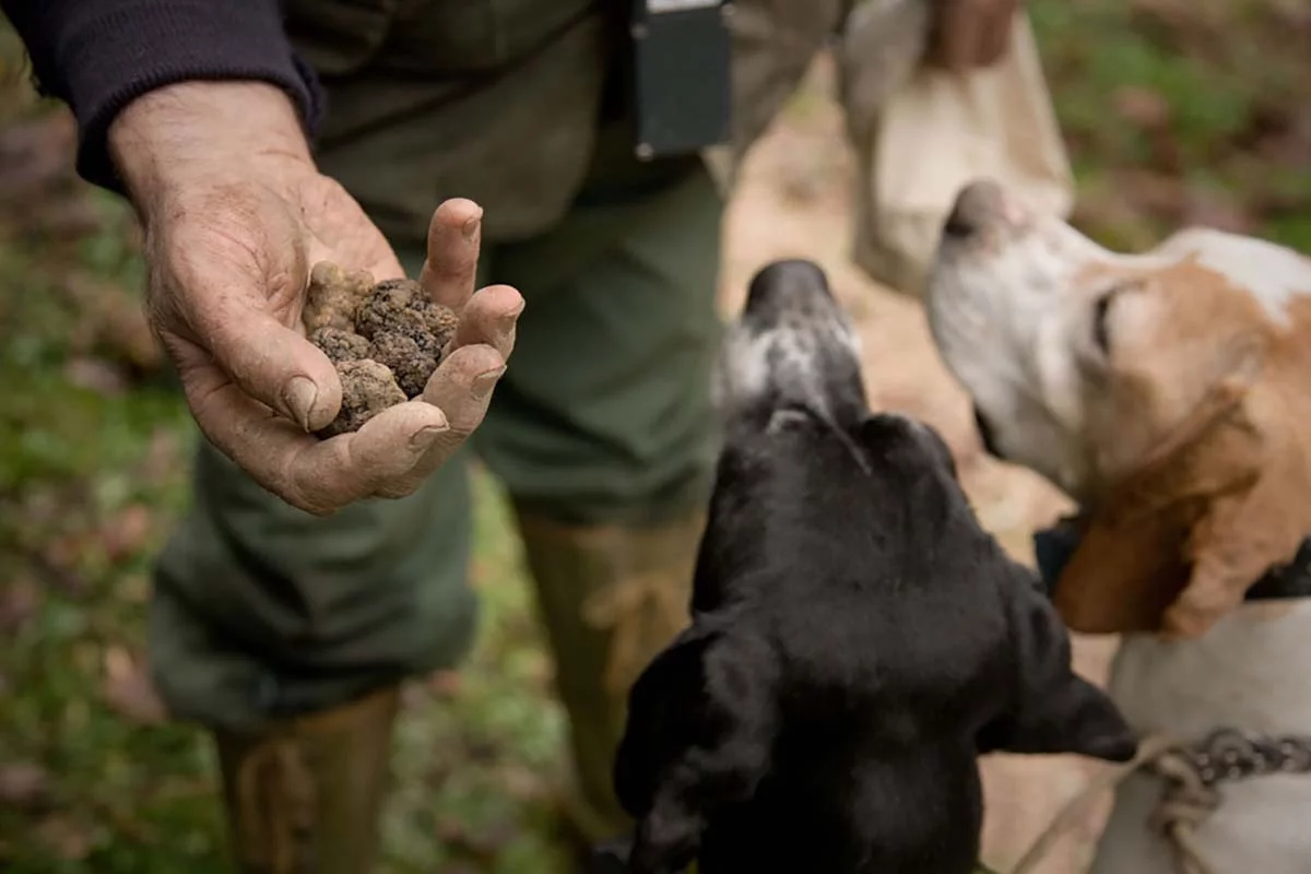 Truffle hunting experience at Villa Piaggia in Tuscany